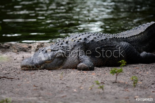 Picture of Aligators in swamp water